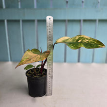 Load image into Gallery viewer, #R80 Philodendron Strawberry Shake