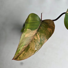 Load image into Gallery viewer, #R80 Philodendron Strawberry Shake