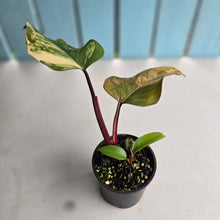 Load image into Gallery viewer, #R80 Philodendron Strawberry Shake
