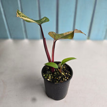 Load image into Gallery viewer, #R80 Philodendron Strawberry Shake