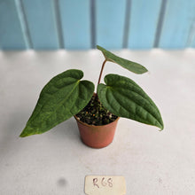 Load image into Gallery viewer, #R68 Long, Narrow Anthurium Luxurians x