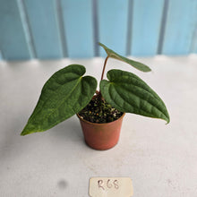 Load image into Gallery viewer, #R68 Long, Narrow Anthurium Luxurians x