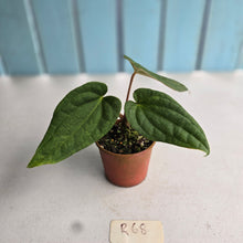 Load image into Gallery viewer, #R68 Long, Narrow Anthurium Luxurians x