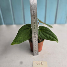 Load image into Gallery viewer, #R68 Long, Narrow Anthurium Luxurians x