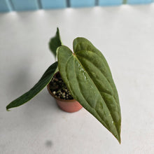 Load image into Gallery viewer, #R68 Long, Narrow Anthurium Luxurians x