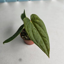 Load image into Gallery viewer, #R68 Long, Narrow Anthurium Luxurians x