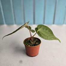 Load image into Gallery viewer, #R68 Long, Narrow Anthurium Luxurians x