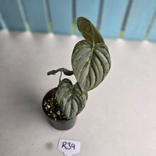 Load image into Gallery viewer, #R39 Philodendron Melanochrysum x Brandtianum