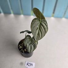 Load image into Gallery viewer, #R39 Philodendron Melanochrysum x Brandtianum