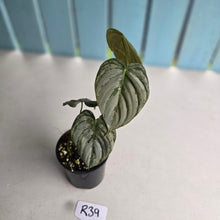 Load image into Gallery viewer, #R39 Philodendron Melanochrysum x Brandtianum