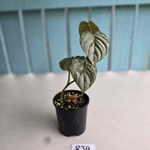Load image into Gallery viewer, #R39 Philodendron Melanochrysum x Brandtianum