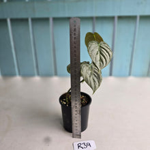 Load image into Gallery viewer, #R39 Philodendron Melanochrysum x Brandtianum