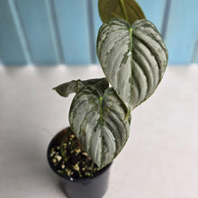 Load image into Gallery viewer, #R39 Philodendron Melanochrysum x Brandtianum