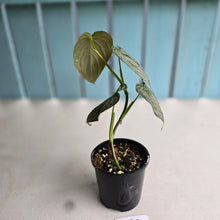 Load image into Gallery viewer, #R39 Philodendron Melanochrysum x Brandtianum