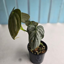 Load image into Gallery viewer, #R39 Philodendron Melanochrysum x Brandtianum