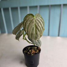 Load image into Gallery viewer, #R39 Philodendron Melanochrysum x Brandtianum