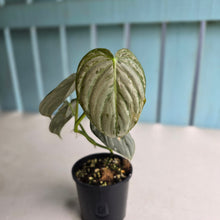 Load image into Gallery viewer, #R39 Philodendron Melanochrysum x Brandtianum