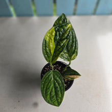 Load image into Gallery viewer, #D88 Variegated Monstera Peru