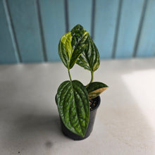 Load image into Gallery viewer, #D88 Variegated Monstera Peru