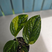 Load image into Gallery viewer, #D88 Variegated Monstera Peru