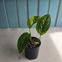 Load image into Gallery viewer, #D88 Variegated Monstera Peru