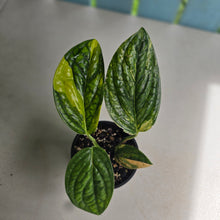Load image into Gallery viewer, #D88 Variegated Monstera Peru
