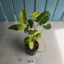 Load image into Gallery viewer, #RD33 Variegated Philodendron Burle Marx