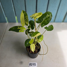 Load image into Gallery viewer, #RD33 Variegated Philodendron Burle Marx