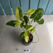 Load image into Gallery viewer, #RD33 Variegated Philodendron Burle Marx