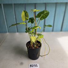 Load image into Gallery viewer, #RD33 Variegated Philodendron Burle Marx