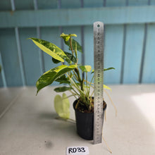 Load image into Gallery viewer, #RD33 Variegated Philodendron Burle Marx