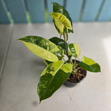 Load image into Gallery viewer, #RD33 Variegated Philodendron Burle Marx