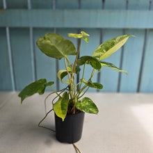 Load image into Gallery viewer, #RD33 Variegated Philodendron Burle Marx