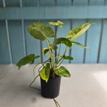 Load image into Gallery viewer, #RD33 Variegated Philodendron Burle Marx