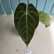 Load image into Gallery viewer, #R40 Dark Anthurium NOID
