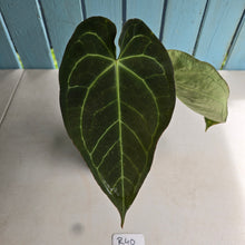 Load image into Gallery viewer, #R40 Dark Anthurium NOID