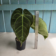 Load image into Gallery viewer, #R40 Dark Anthurium NOID