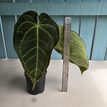 Load image into Gallery viewer, #R40 Dark Anthurium NOID