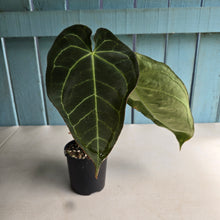 Load image into Gallery viewer, #R40 Dark Anthurium NOID