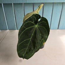 Load image into Gallery viewer, #R40 Dark Anthurium NOID