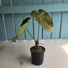 Load image into Gallery viewer, #R40 Dark Anthurium NOID