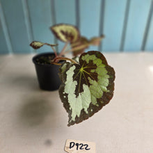 Load image into Gallery viewer, #D922 Begonia 'Vienetta'
