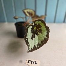 Load image into Gallery viewer, #D922 Begonia 'Vienetta'