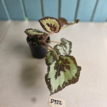 Load image into Gallery viewer, #D922 Begonia 'Vienetta'