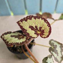 Load image into Gallery viewer, #D922 Begonia 'Vienetta'