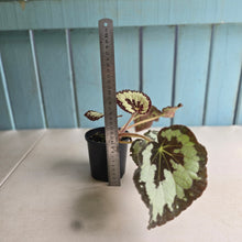 Load image into Gallery viewer, #D922 Begonia 'Vienetta'