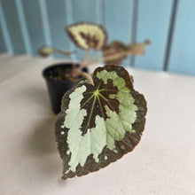 Load image into Gallery viewer, #D922 Begonia 'Vienetta'
