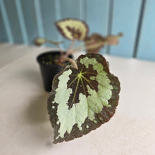 Load image into Gallery viewer, #D922 Begonia 'Vienetta'