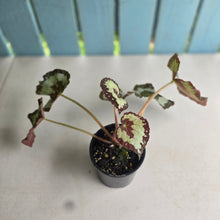 Load image into Gallery viewer, #D922 Begonia 'Vienetta'