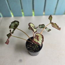 Load image into Gallery viewer, #D922 Begonia 'Vienetta'